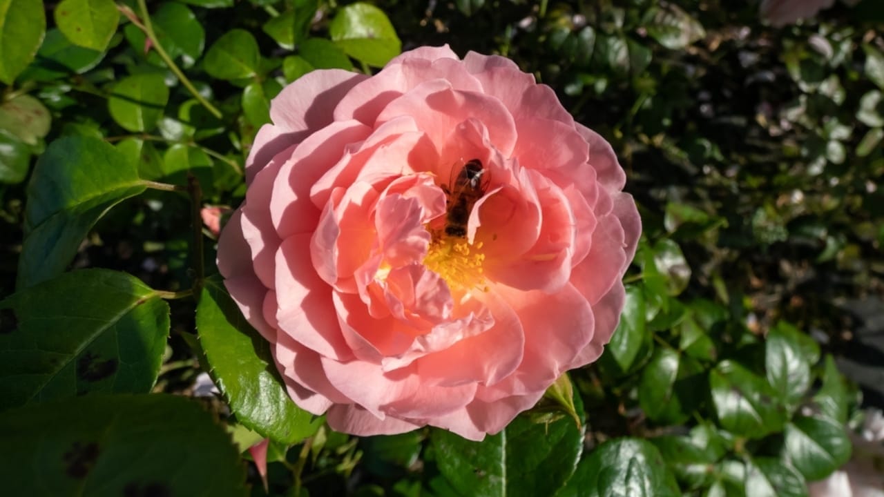 15 Enchanting Pink Rose Varieties to Elevate Your Garden 17 15 Enchanting Pink Rose Varieties to Elevate Your Garden - Strawberry Hill Rose ss2370152775
