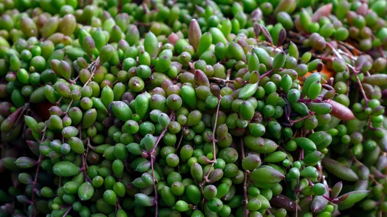 10 Colorful Succulents to Brighten Your Fall & Winter 4 10 Colorful Succulents to Brighten Your Fall & Winter - String of Rubies ss2202734277