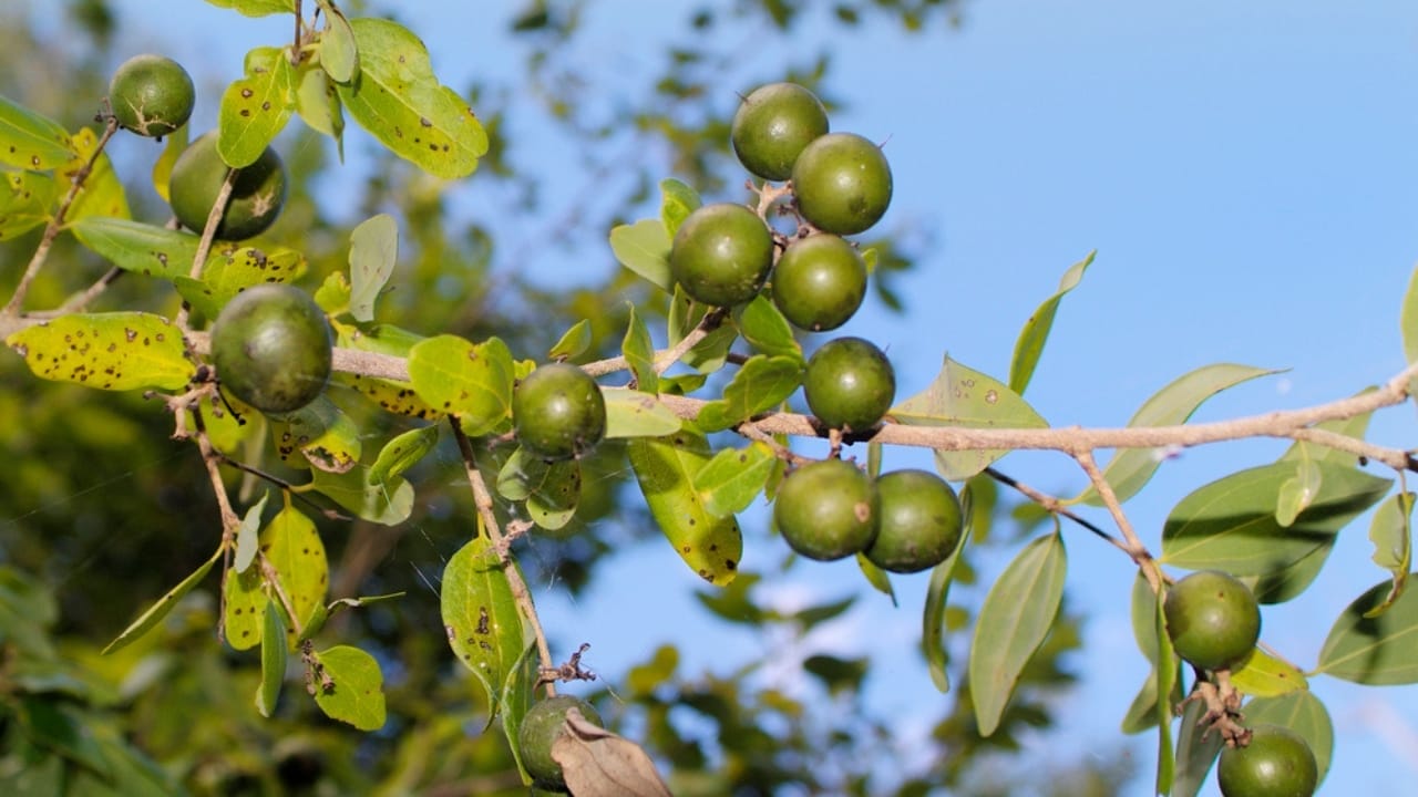 The World’s 14 Most Dangerous & Deadly Trees 10 The World’s 14 Most Dangerous & Deadly Trees - Strychnine Tree dp71200603