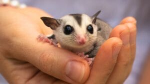 The 15 Best Exotic Pets You Can Have at Home 1 The 15 Best Exotic Pets You Can Have at Home - Sugar Glider ss2072697956