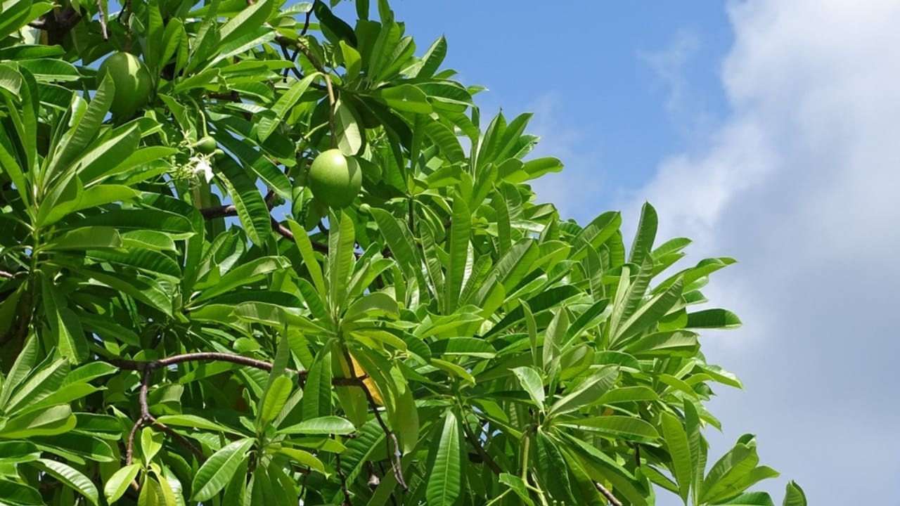 The World’s 14 Most Dangerous & Deadly Trees 4 The World’s 14 Most Dangerous & Deadly Trees - Suicide Tree ss2487546093