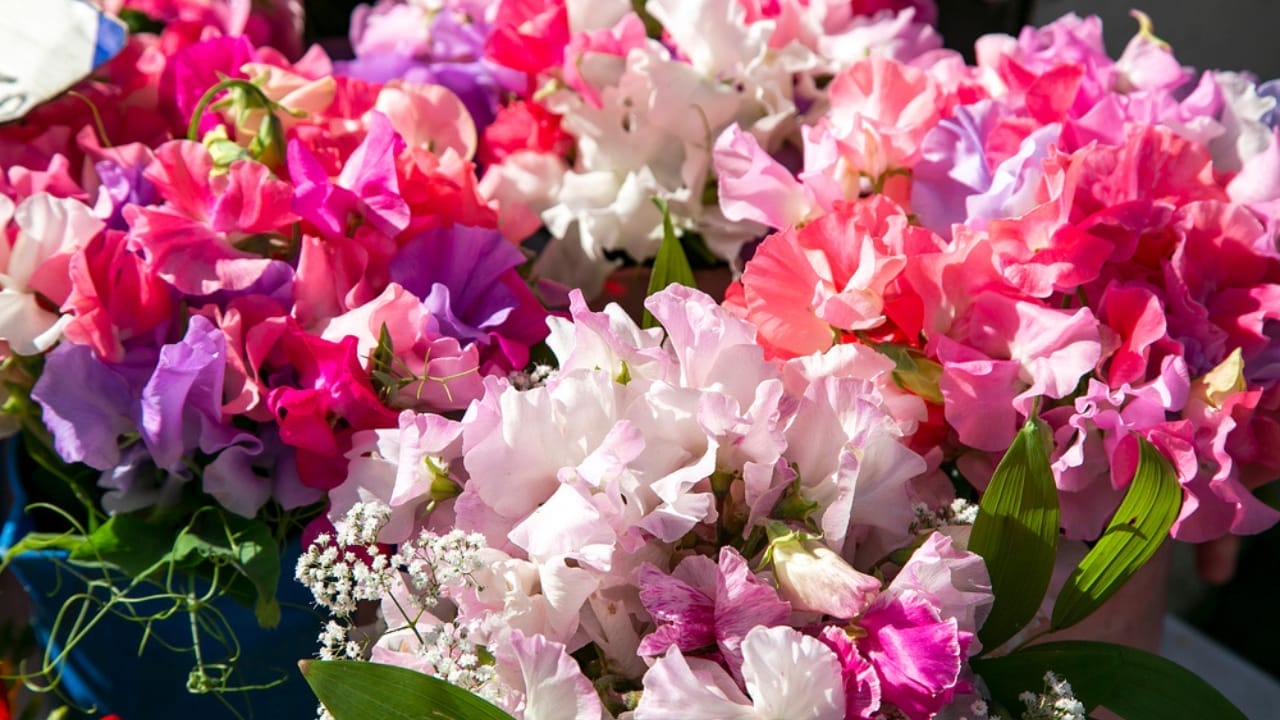 Grow Big, Spend Small: 15 Low-Cost Flowers for Your Garden 9 Grow Big, Spend Small: 15 Low-Cost Flowers for Your Garden - Sweet Peas dp338312002