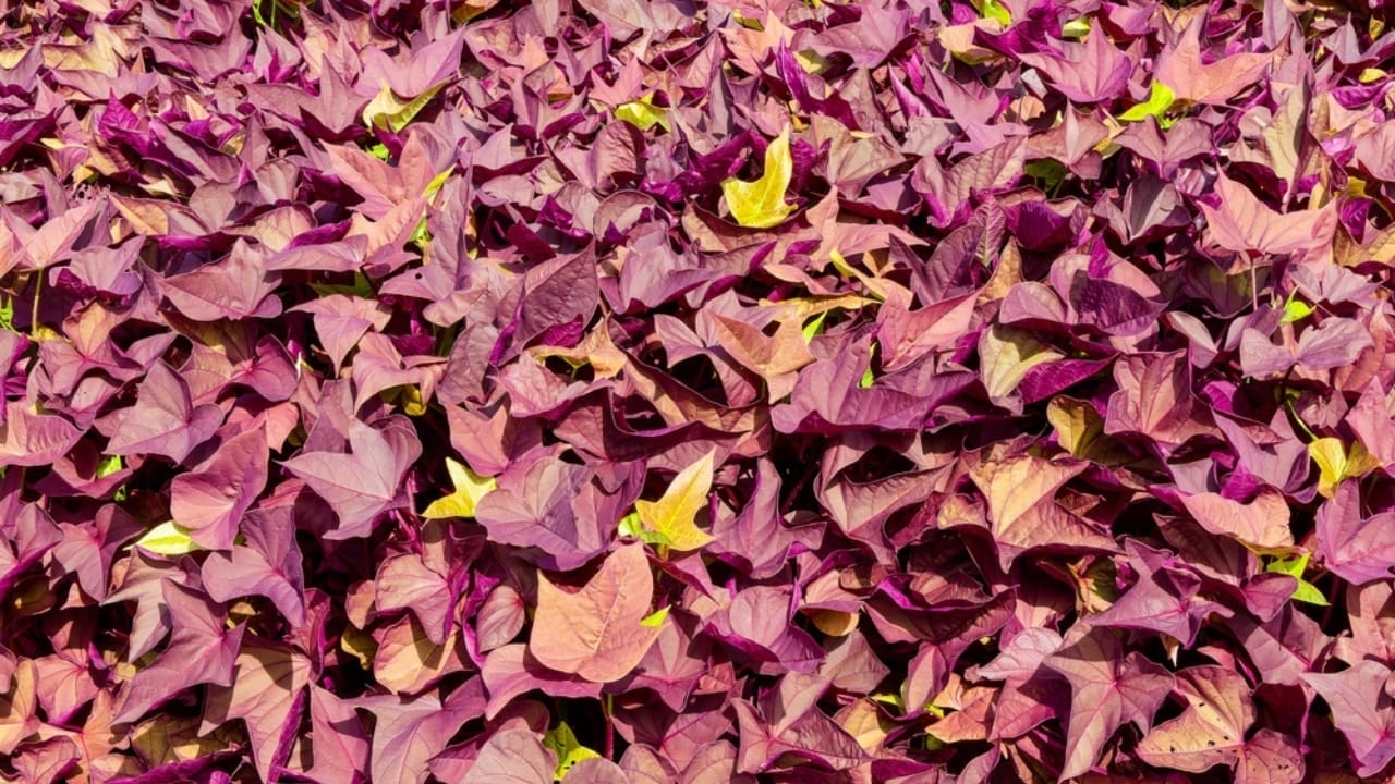 16 Pink-Leaf Outdoor Plants to Add a Rosy Glow to Your Garden 10 16 Pink-Leaf Outdoor Plants to Add a Rosy Glow to Your Garden - Sweet potato vine ss2363276449