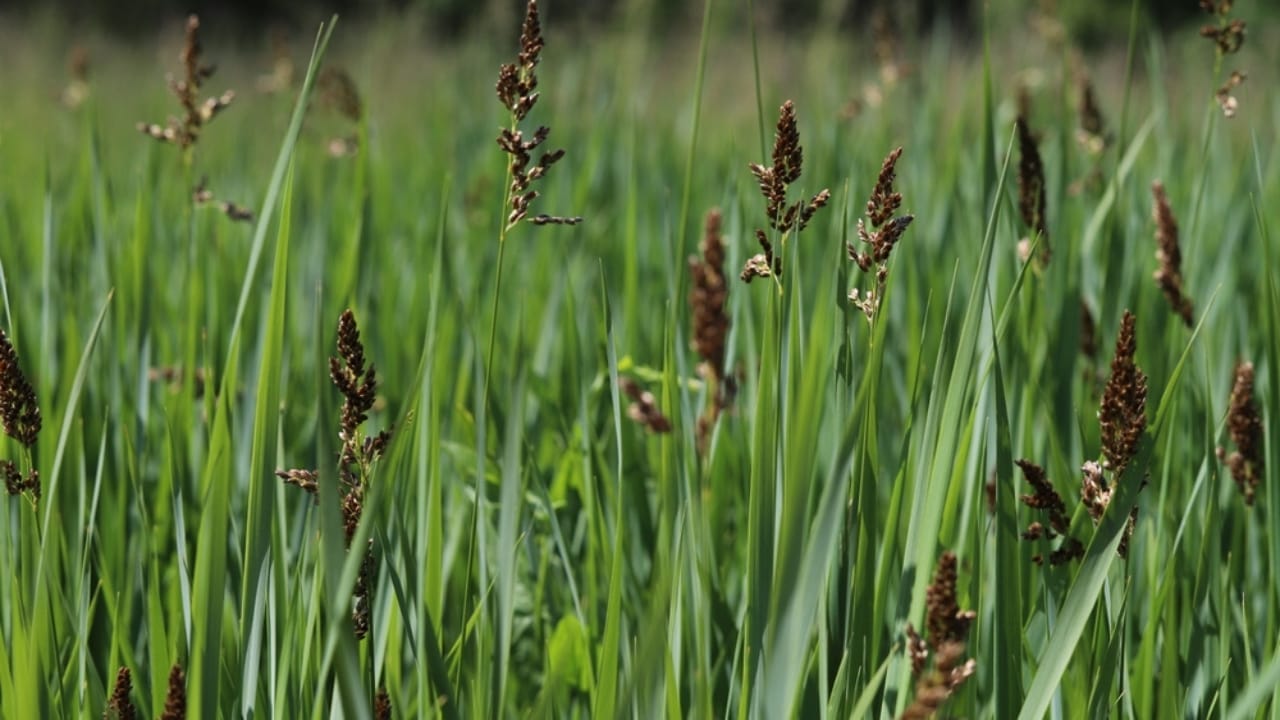 13 Plants with Deep Spiritual Meaning in Native American Cultures 4 13 Plants with Deep Spiritual Meaning in Native American Cultures - Sweetgrass or Hierochloe odorata ss2437280409