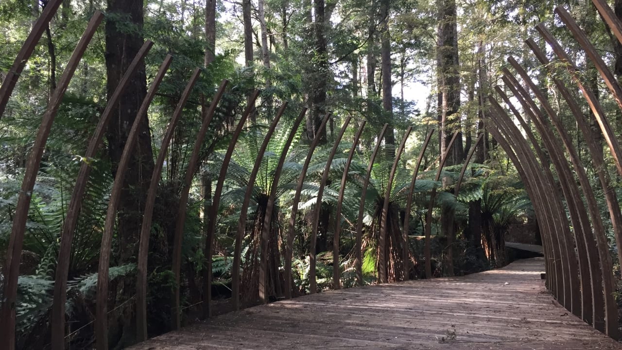 14 Ancient Forests That Were Here Long Before Homo sapiens 4 14 Ancient Forests That Were Here Long Before Homo sapiens - Tarkine Forest Tasmania Australia wc