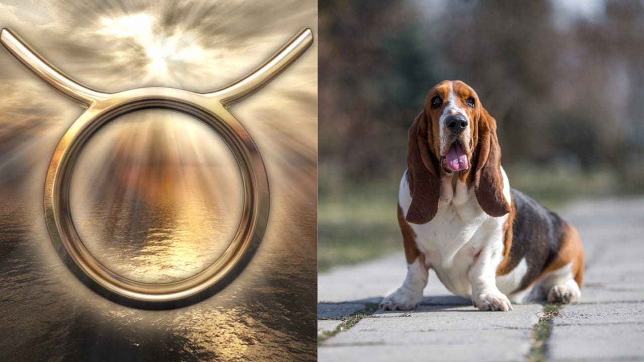 The Best Pets for Each Zodiac Sign: Your Perfect Companion 3 The Best Pets for Each Zodiac Sign: Your Perfect Companion - Taurus Symbol dp148424871 Basset Hound dp283215130