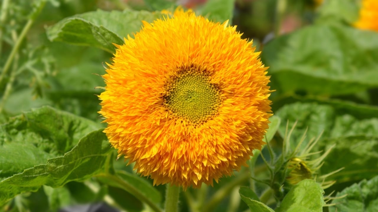 10 Sunflower Varieties Perfect for Attracting Birds to Your Garden 10 10 Sunflower Varieties Perfect for Attracting Birds to Your Garden - Teddy Bear sunflower ss2127018446