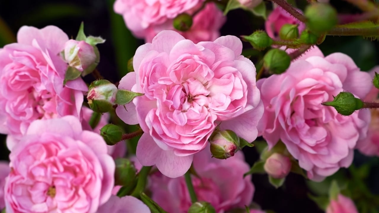 15 Enchanting Pink Rose Varieties to Elevate Your Garden 9 15 Enchanting Pink Rose Varieties to Elevate Your Garden - The Fairy rose ss2259532365