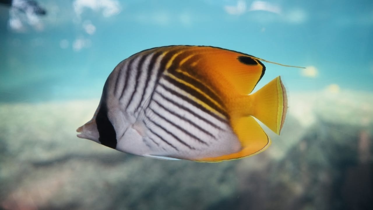 15 of the World's Prettiest Fish Species - Threadfin Butterflyfish ss2455334731