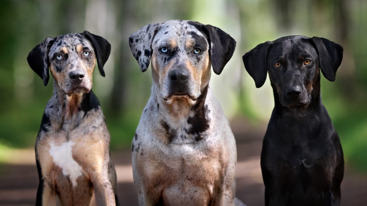 10 Reasons the Catahoula Leopard Dog is Unlike Any Other Breed 9 10 Reasons the Catahoula Leopard Dog is Unlike Any Other Breed - Three catahoula leopard dogs dp319604584