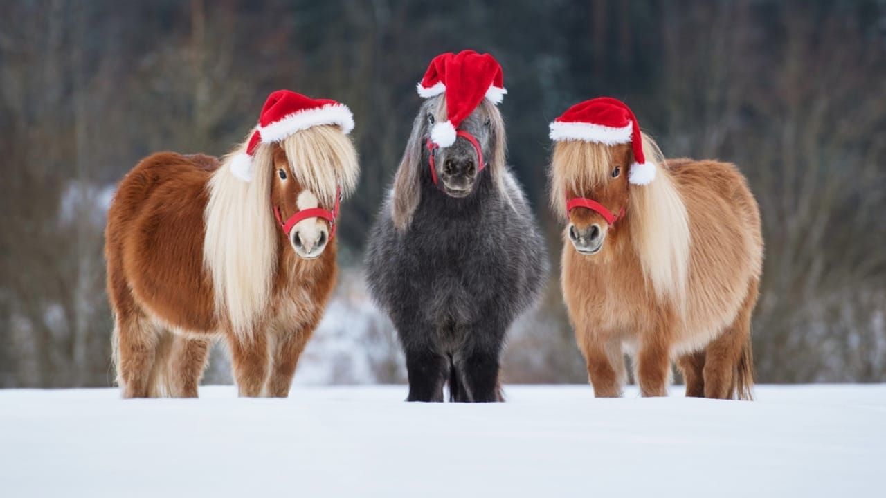 15 Ways Miniature Horses Prove They’re the Cutest with the Biggest Hearts 5 15 Ways Miniature Horses Prove They’re the Cutest with the Biggest Hearts - Three funny miniature shetland breed ponies ss1866824563