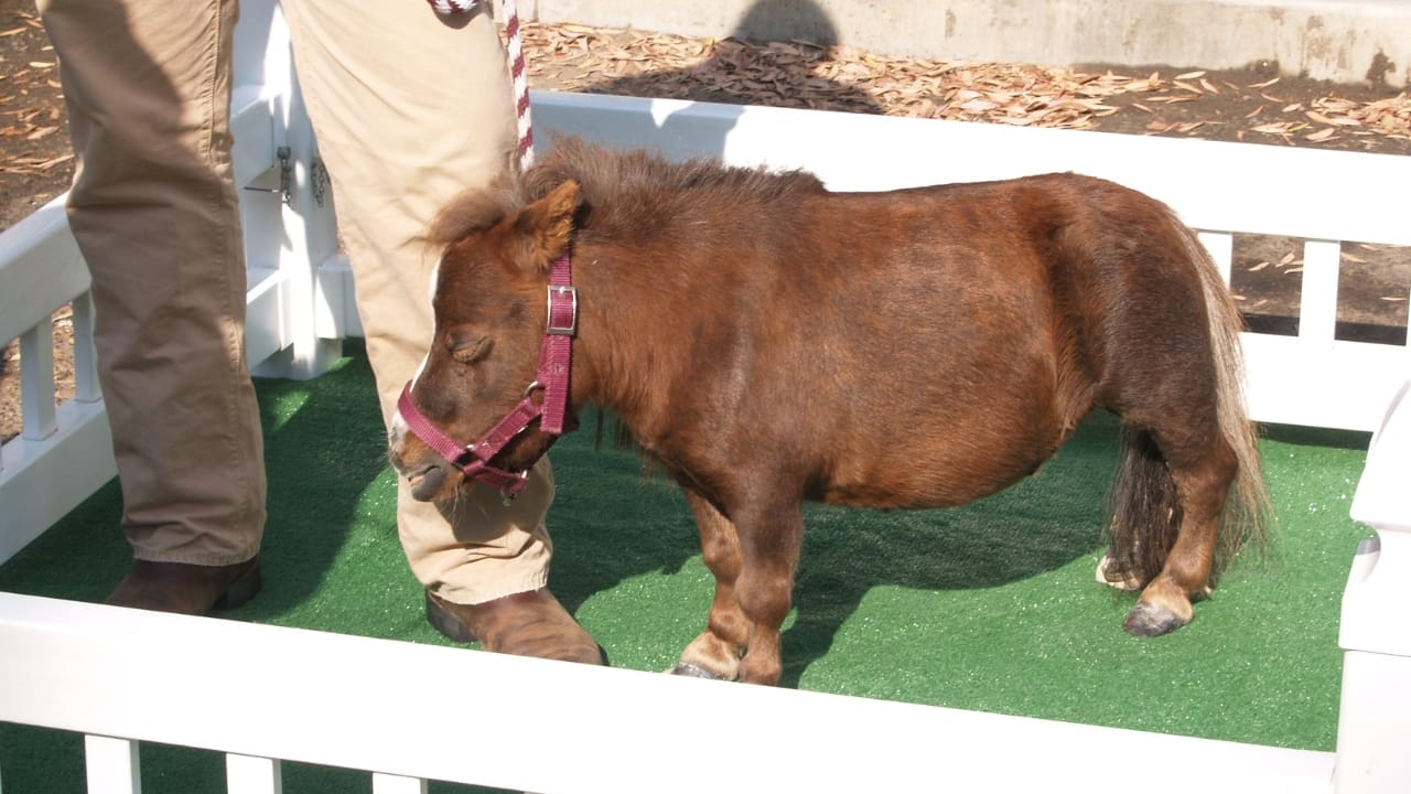 15 Wild Horse Facts Straight from History’s Pages 2 15 Wild Horse Facts Straight from History’s Pages - Thumbelina miniature horse wc