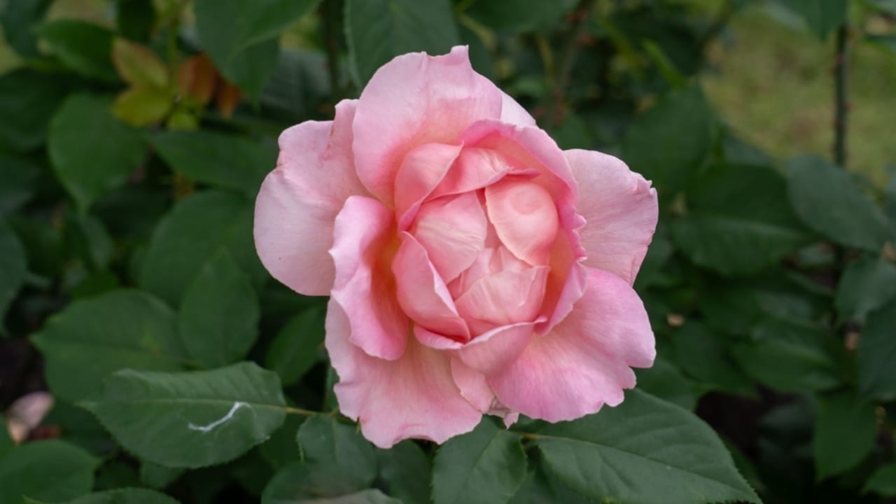 15 Enchanting Pink Rose Varieties to Elevate Your Garden 6 15 Enchanting Pink Rose Varieties to Elevate Your Garden - Tiffany Rose ss2473748141
