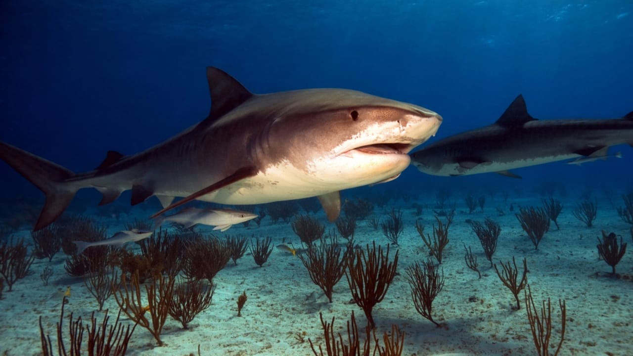 The 10 Most Dangerous Sharks Lurking in Our Oceans 3 The 10 Most Dangerous Sharks Lurking in Our Oceans - Tiger Shark dp2603369