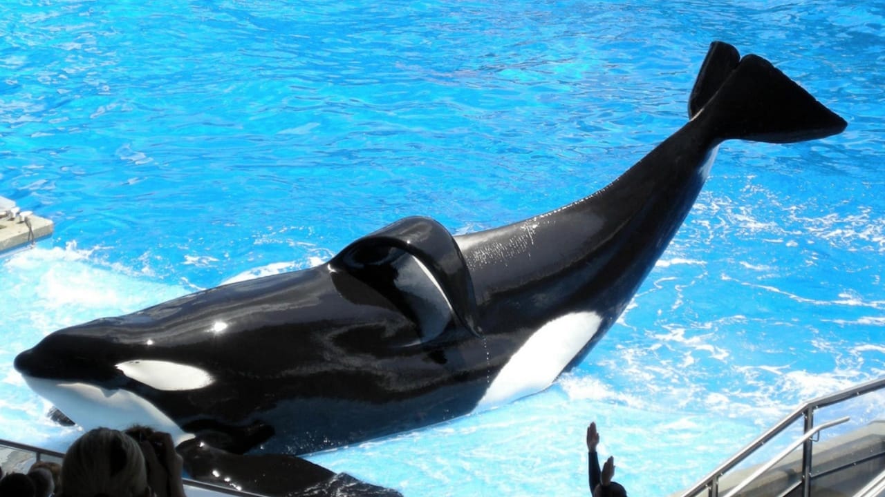 14 Wild Animals That Became Global Sensations 7 14 Wild Animals That Became Global Sensations - Tilikum Orca wc