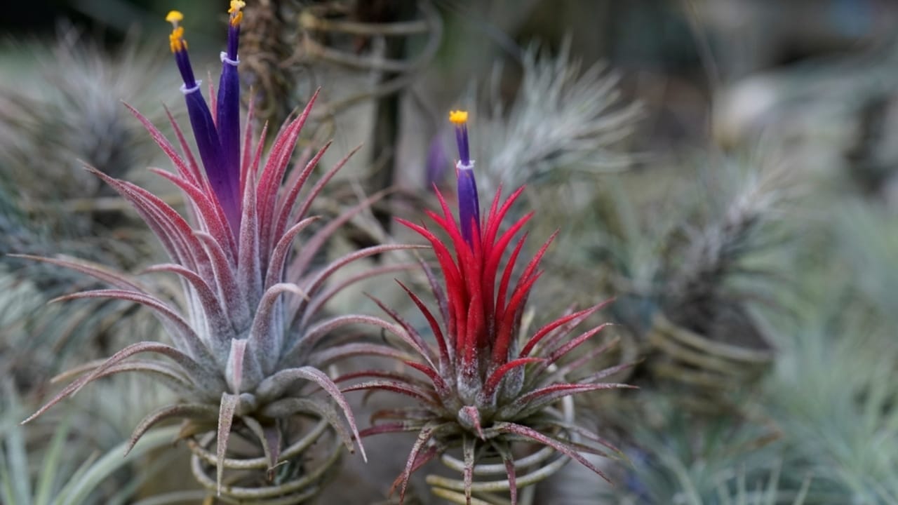 Sky Plants are the Perfect Houseplant — Here's Why 8 Sky Plants are the Perfect Houseplant — Here's Why - Tillandsia trees bloom with plumes ss2338137033