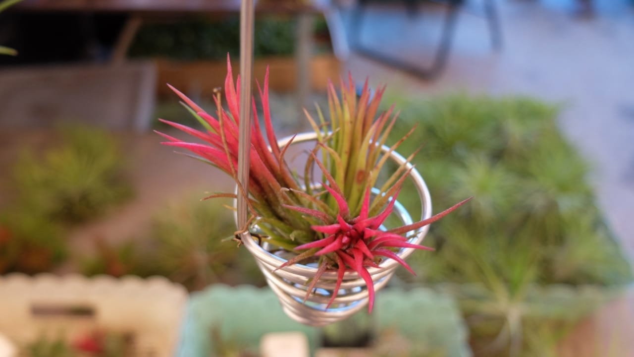 Sky Plants are the Perfect Houseplant — Here's Why 5 Sky Plants are the Perfect Houseplant — Here's Why - Tillandsia Air Planting ss1475793902