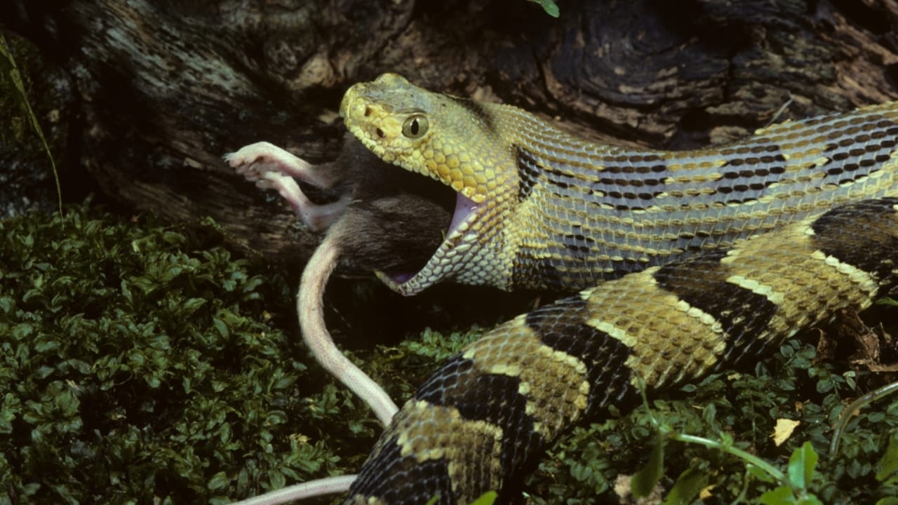 10 Rarely Discussed Facts About Timber Rattlesnakes That are Hard to Forget 7 10 Rarely Discussed Facts About Timber Rattlesnakes That are Hard to Forget - Timber rattlesnake eating rat ss794321761