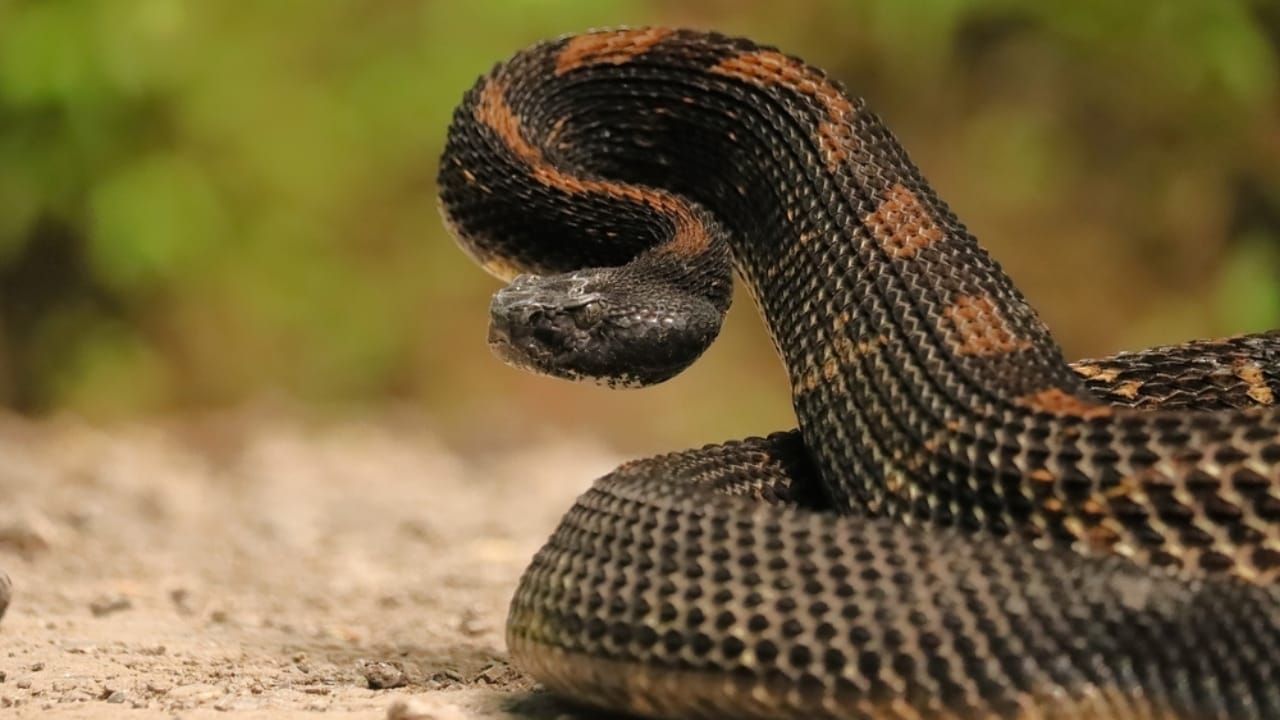 10 Rarely Discussed Facts About Timber Rattlesnakes That are Hard to Forget 11 10 Rarely Discussed Facts About Timber Rattlesnakes That are Hard to Forget - Timber rattlesnake ss2497645945