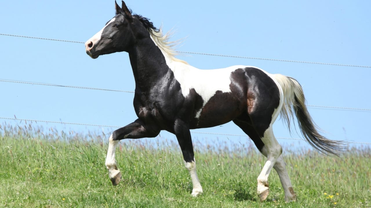 A Closer Look at Horse Colors: From Uncommon Shades to Everyday Favorites - Tobiano horse dp46267507