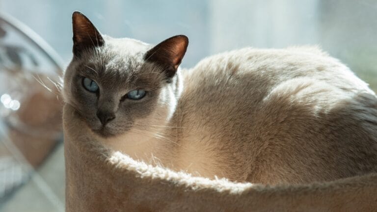 15 of the World's Rarest & Most Exotic Cat Breeds 7 15 of the World's Rarest & Most Exotic Cat Breeds - Tonkinese cat ss2408318119