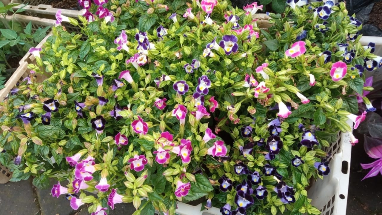 22 Fabulous Flowers to Grow in Container Gardens 22 22 Fabulous Flowers to Grow in Container Gardens - Torenia ss2473544497