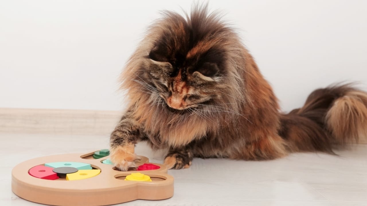 18 Ways to Help Your Senior Cat Thrive in Their Golden Years 15 18 Ways to Help Your Senior Cat Thrive in Their Golden Years - Tortoiseshell Maine Coon cute cat playing with his toy ss2372785921