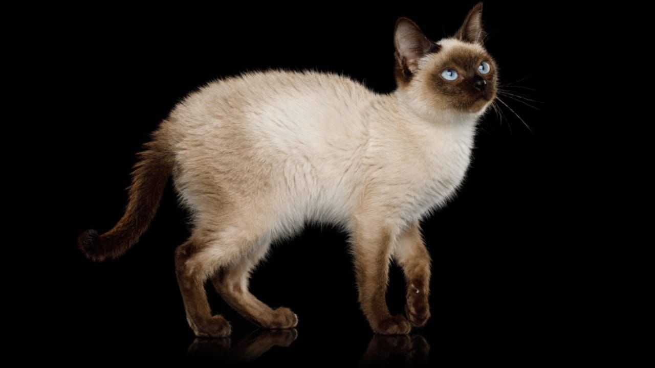 11 Adorable Cat Breeds with Bobbed & Stubby Tails - Toybob cat ss1089995027