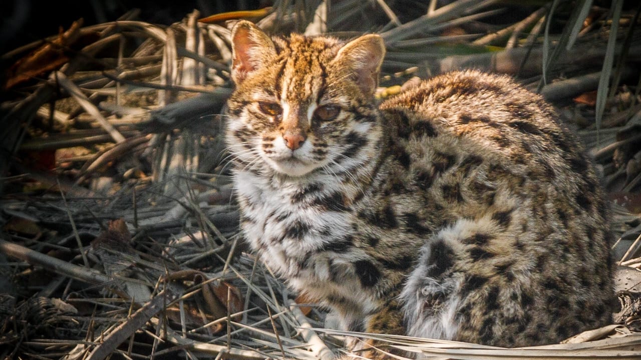The Last of Their Kind: Two Japanese Cat Breeds Nearing Extinction 5 The Last of Their Kind: Two Japanese Cat Breeds Nearing Extinction - Tsushima Leopard Cat wc