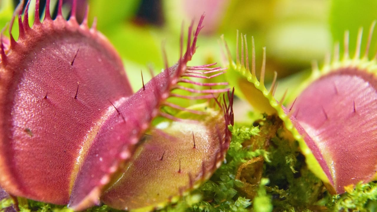 Man-Eating Plants: The Twisted Journey from Fiction to Fascination 4 Man-Eating Plants: The Twisted Journey from Fiction to Fascination - Venus Flytrap plant ss1535599619