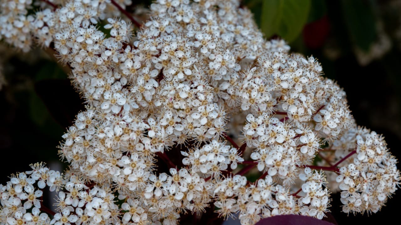 14 Shrubs That Make Winter Gardens Feel Alive Again 11 14 Shrubs That Make Winter Gardens Feel Alive Again - Viburnum bodnantense Dawn dp368517790