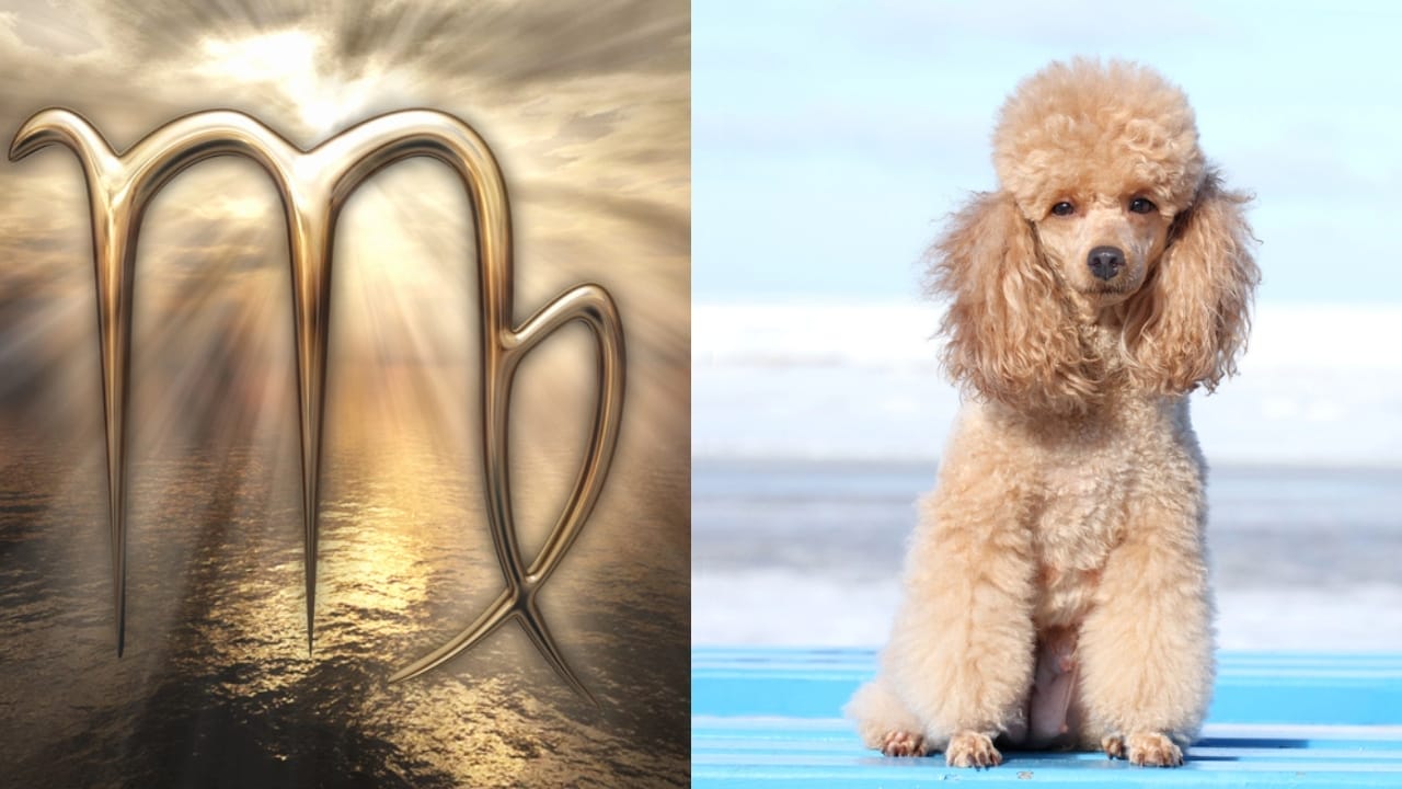 The Best Pets for Each Zodiac Sign: Your Perfect Companion 7 The Best Pets for Each Zodiac Sign: Your Perfect Companion - Virgo Symbol dp148425085 Miniature Poodle dp22422001