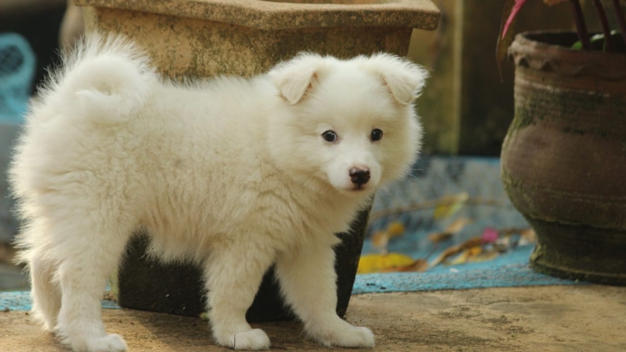 10 Charismatic Italian Dog Breeds That Will Steal Your Heart 11 10 Charismatic Italian Dog Breeds That Will Steal Your Heart - Volpino Italiano ss2457148707