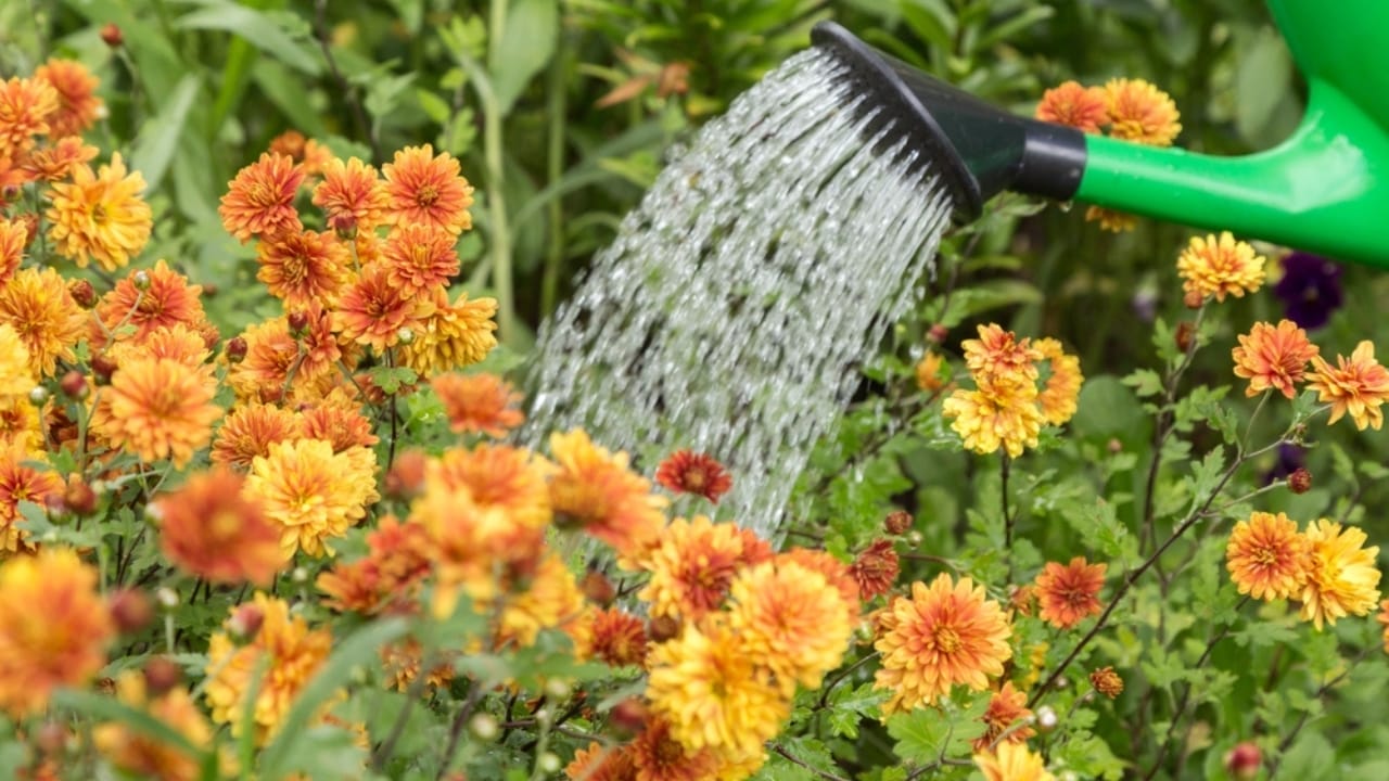 Mum's the Word: Expert Tips for Extending Your Chrysanthemum Flower Blooms 5 Mum's the Word: Expert Tips for Extending Your Chrysanthemum Flower Blooms - Watering chrysanthemum flowers ss2339892843
