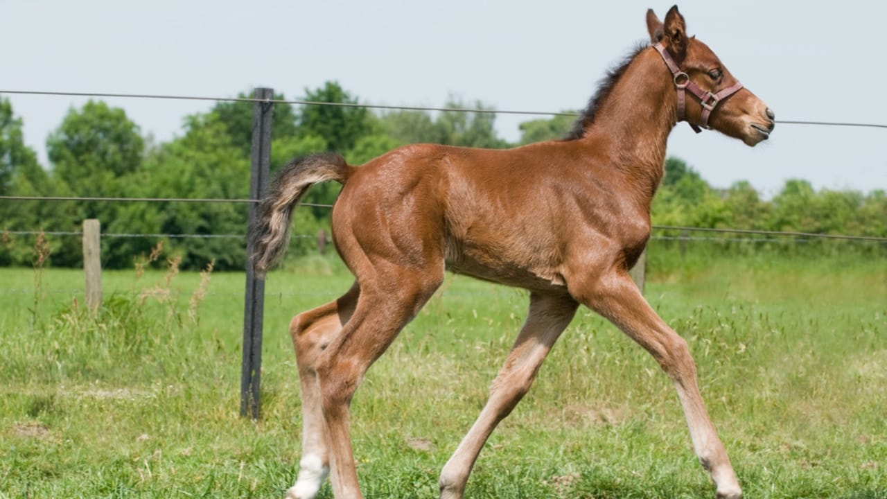 50+ Horse Terms & Slang Every Equestrian Should Know 10 50+ Horse Terms & Slang Every Equestrian Should Know - Weanling foul dp5919951