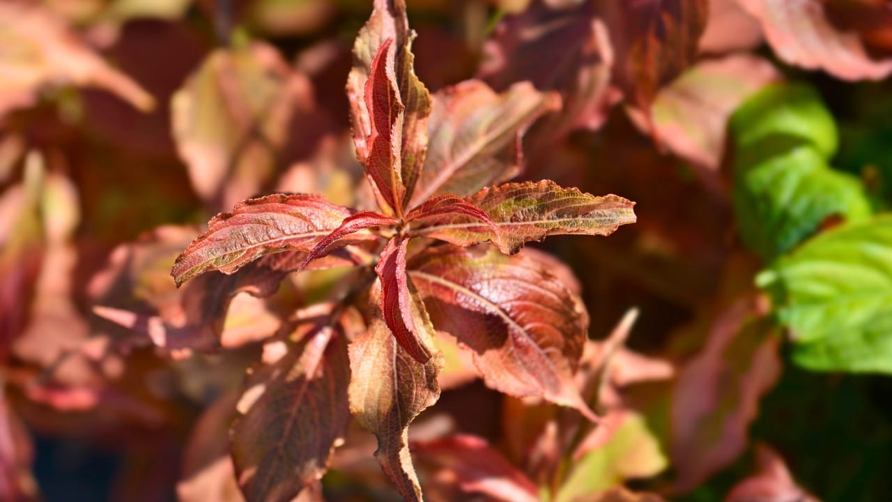 16 Pink-Leaf Outdoor Plants to Add a Rosy Glow to Your Garden 4 16 Pink-Leaf Outdoor Plants to Add a Rosy Glow to Your Garden - Weigela My Monet ss2383213293