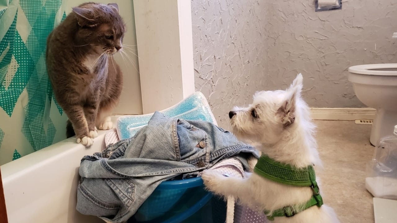 10 Hard Truths Every Potential Westie Owner Needs to Know 9 10 Hard Truths Every Potential Westie Owner Needs to Know - West Highland White Terrier and tabby cat ss2280488483