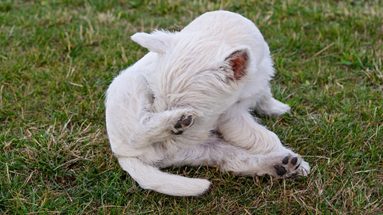 10 Hard Truths Every Potential Westie Owner Needs to Know 5 10 Hard Truths Every Potential Westie Owner Needs to Know - West Highland White Terrier ss1337975039