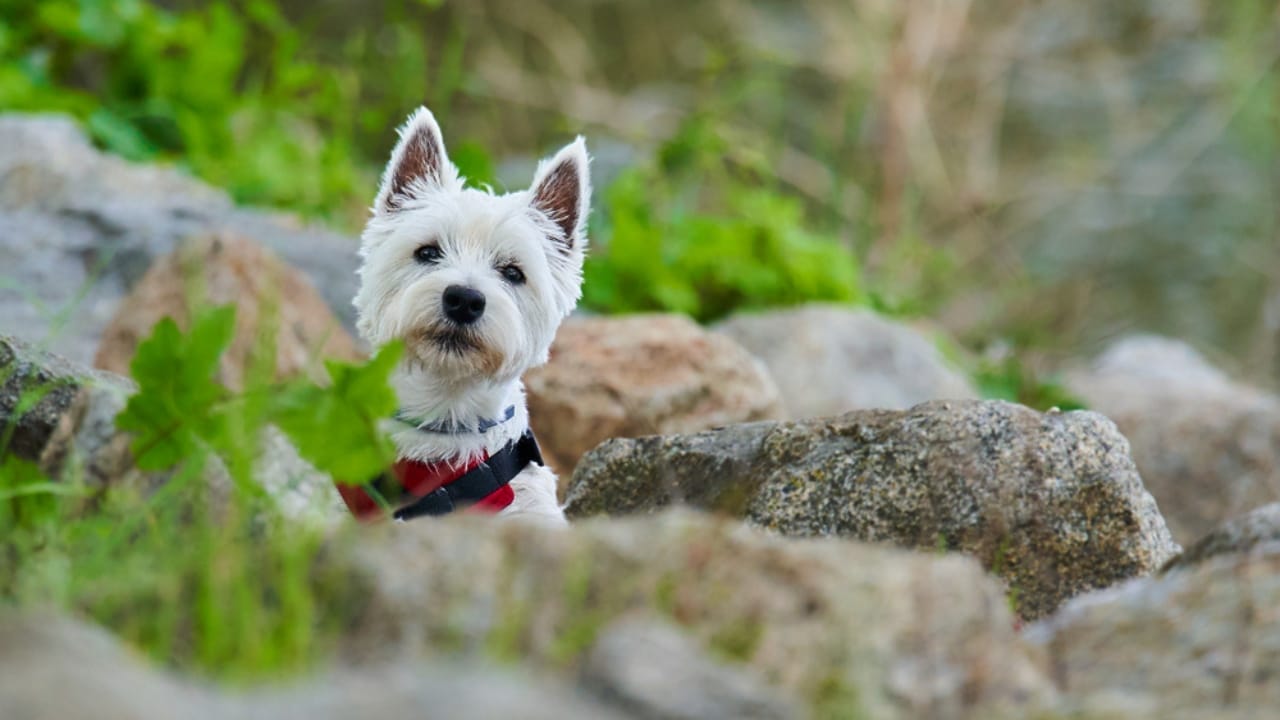 10 Hard Truths Every Potential Westie Owner Needs to Know 7 10 Hard Truths Every Potential Westie Owner Needs to Know - West Highland White Terrier ss1612862104