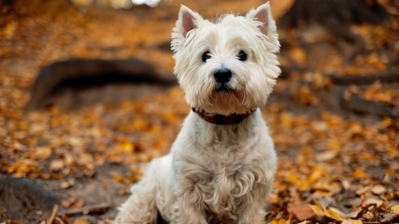 10 Hard Truths Every Potential Westie Owner Needs to Know 3 10 Hard Truths Every Potential Westie Owner Needs to Know - West Highland White Terrier ss1911775189