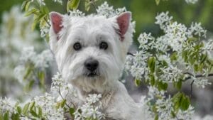 10 Hard Truths Every Potential Westie Owner Needs to Know 1 10 Hard Truths Every Potential Westie Owner Needs to Know - West Highland White Terrier ss2295354275
