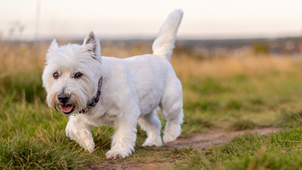 Love Yorkies? Meet 13 Breeds With Similar Charm & Smarts - West Highland White Terrier ss2352041227