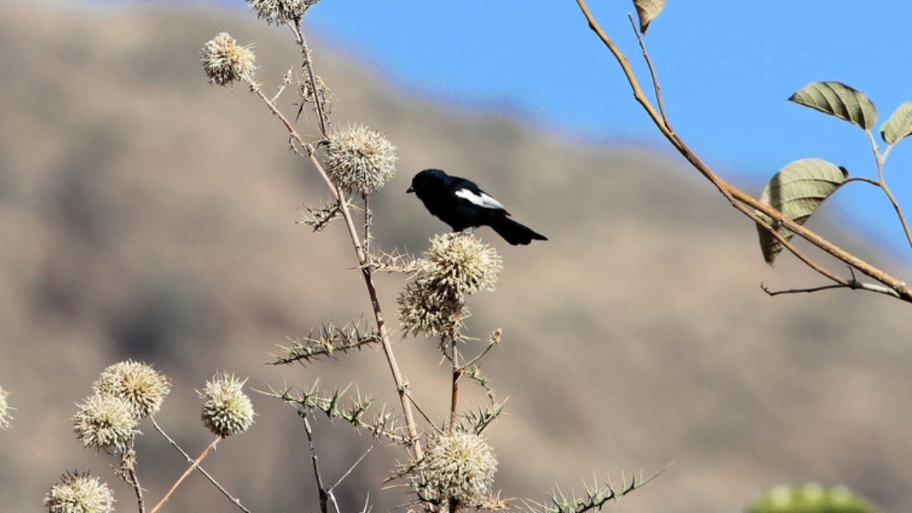 15 Black Bird Species That Prove Beauty Isn’t Limited to Color 11 15 Black Bird Species That Prove Beauty Isn’t Limited to Color - White winged Black Tit ss1637286712