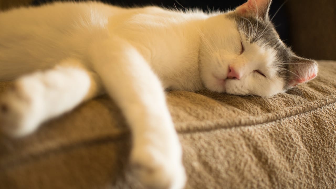 Meet Your New Best Friend: The Affectionate & Playful Aegean Cat 6 Meet Your New Best Friend: The Affectionate & Playful Aegean Cat - White Aegean Cat Napping ss640420942