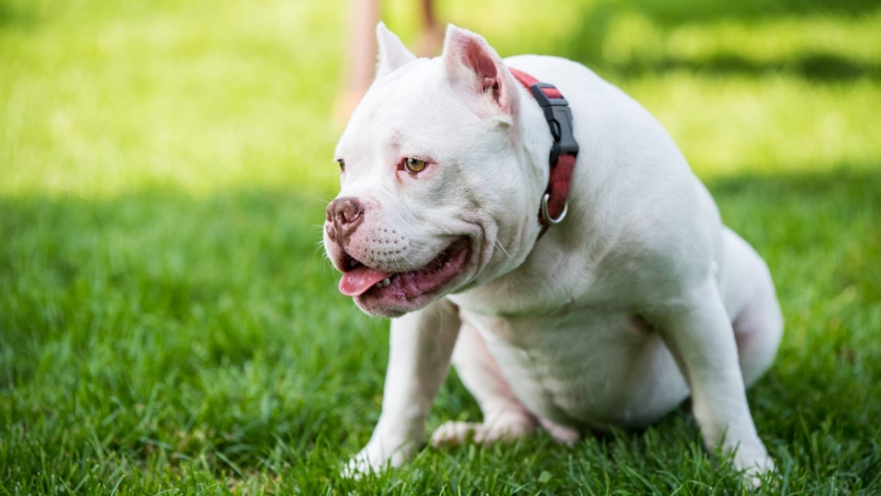 10 Eye-Catching American Bully Colors: From Classic to Rare Hues 11 10 Eye-Catching American Bully Colors: From Classic to Rare Hues - White American Bully dp415606914