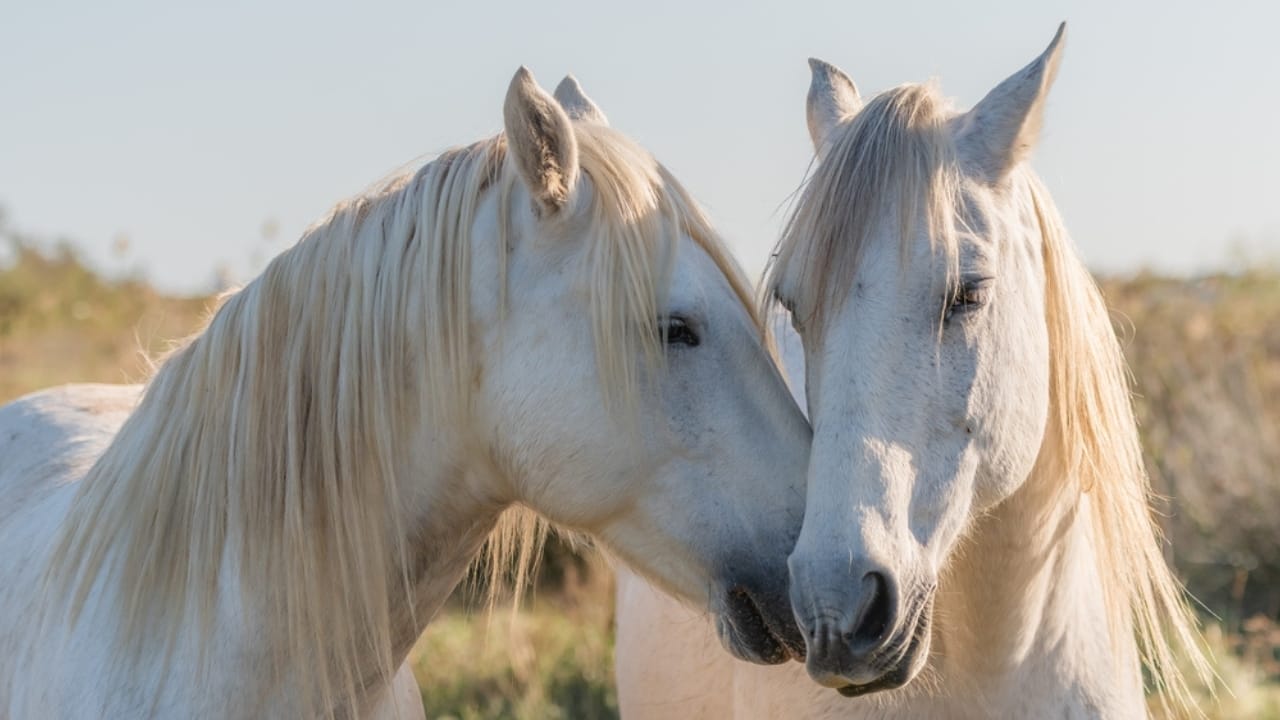A Closer Look at Horse Colors: From Uncommon Shades to Everyday Favorites - White Camargue horses ss2231960699