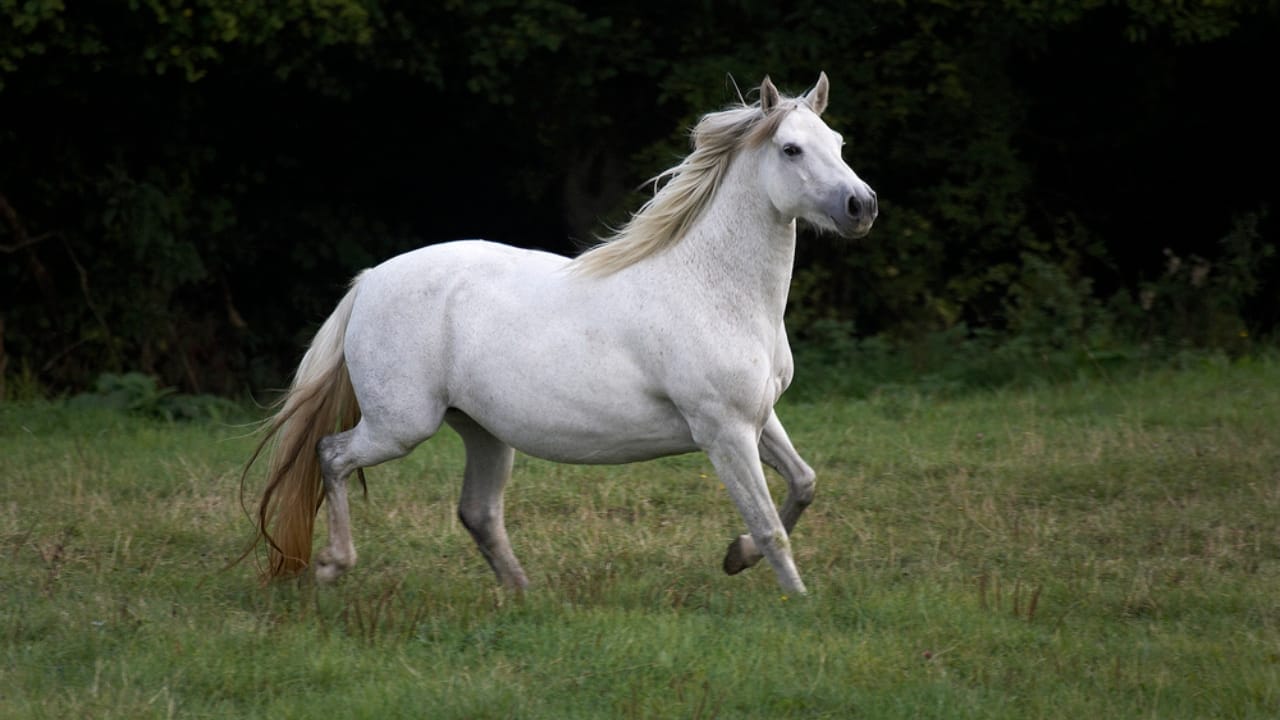 13 White Horse Breeds That Define Beauty & Strength in the Equine World - White Connemara Pony dp346304610
