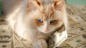 15 Expensive Cat Breeds That Will Make Your Wallet Meow 1 15 Expensive Cat Breeds That Will Make Your Wallet Meow - White Fluffy cat ss1926933458