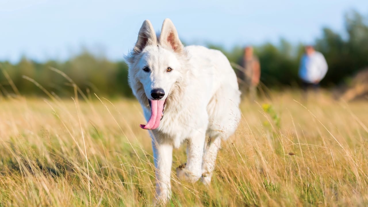 The White German Shepherd Controversy: Separating Fact from Fiction 5 The White German Shepherd Controversy: Separating Fact from Fiction - White German Shepherd dp164773536