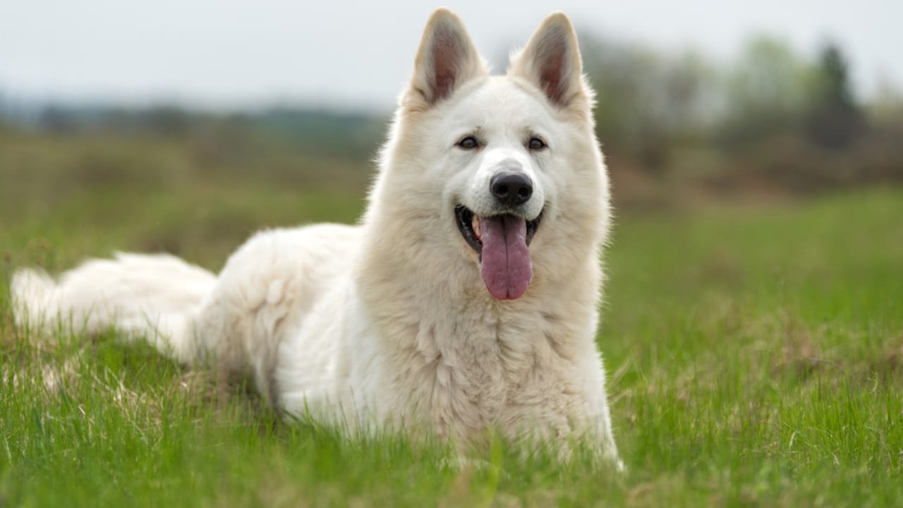 The White German Shepherd Controversy: Separating Fact from Fiction 3 The White German Shepherd Controversy: Separating Fact from Fiction - White German Shepherd dp193103206